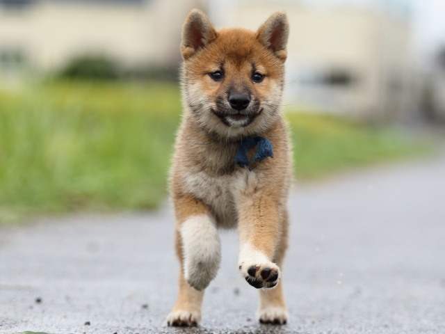 FP5A8206-puupy-shibainu