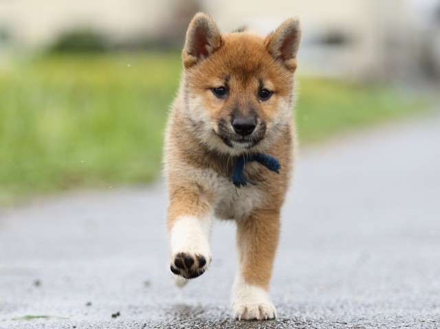 FP5A8207-puupy-shibainu