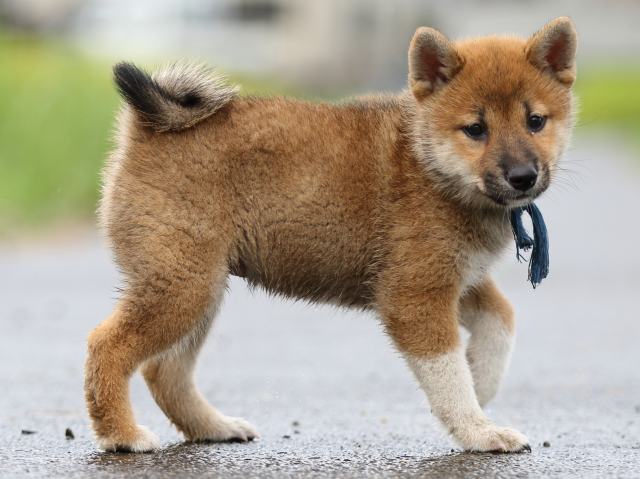 FP5A8219-puupy-shibainu