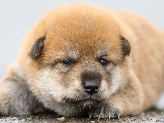 FP5A8407-puupy-shibainu