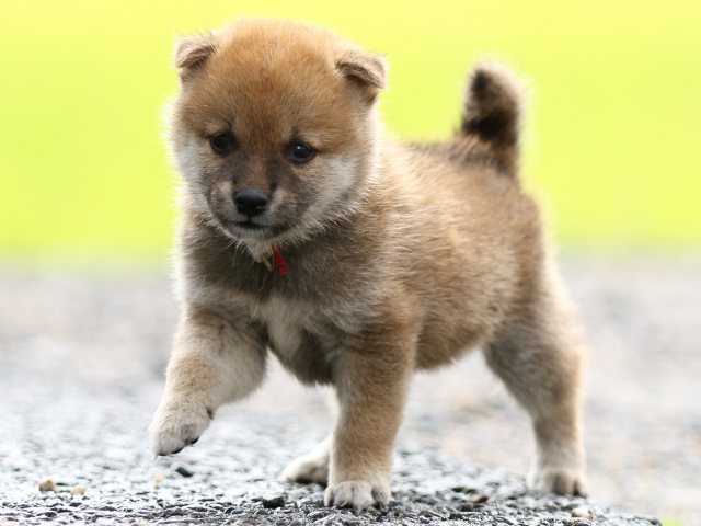 FP5A8478-puupy-shibainu