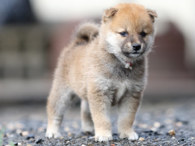 FP5A8539-puupy-shibainu