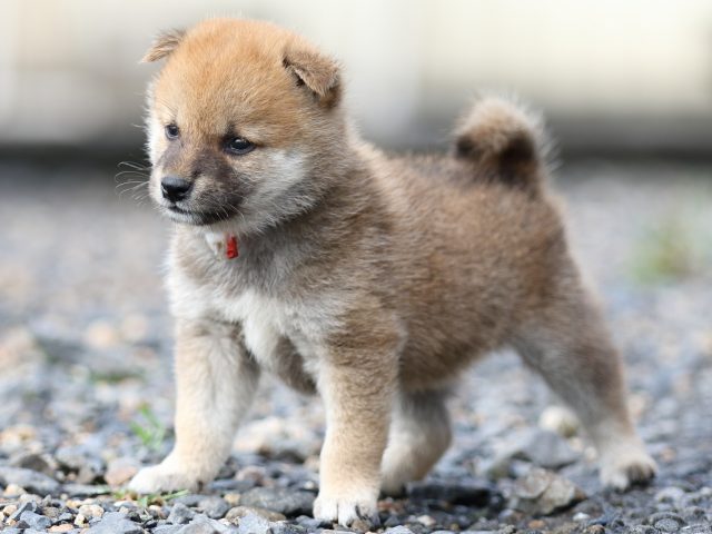 FP5A8597-puupy-shibainu