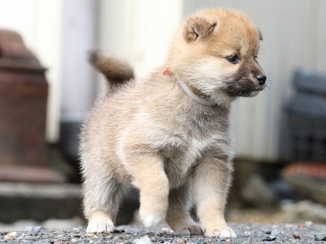 FP5A8633-puupy-shibainu