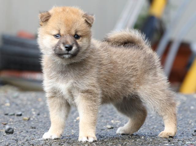 FP5A8676-puupy-shibainu