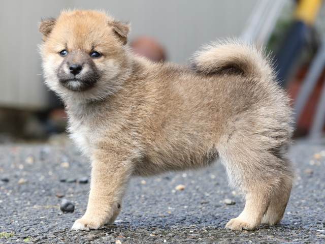 FP5A8694-puupy-shibainu