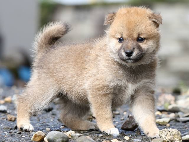 FP5A8710-puupy-shibainu