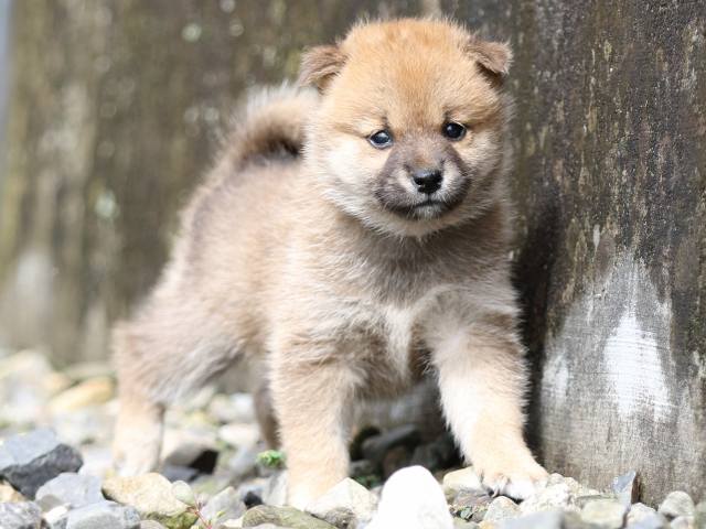 FP5A8731-puupy-shibainu