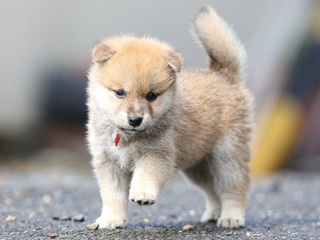 FP5A8822-puupy-shibainu