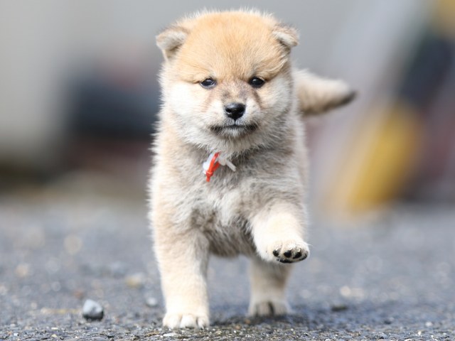 FP5A8826-puupy-shibainu