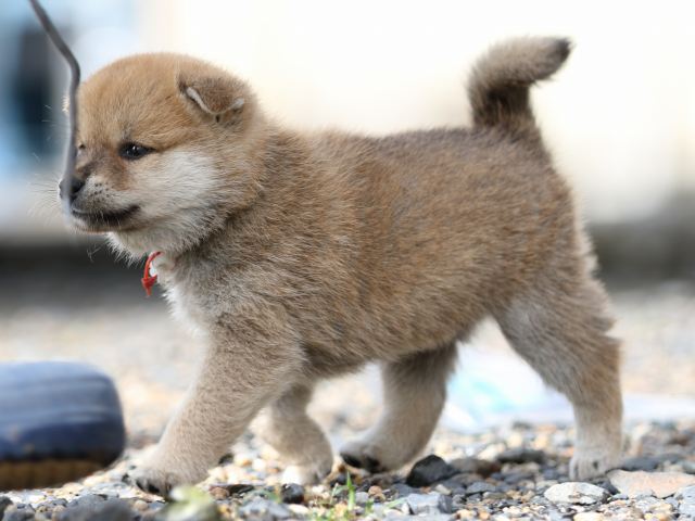 FP5A8872-puupy-shibainu