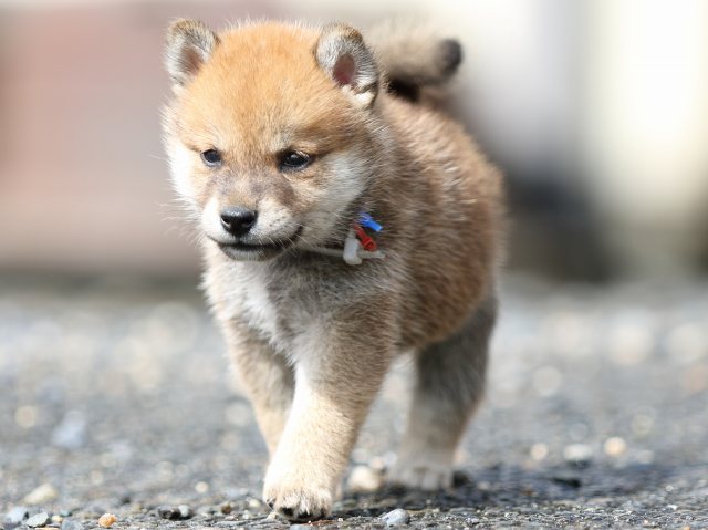 FP5A8954-puupy-shibainu