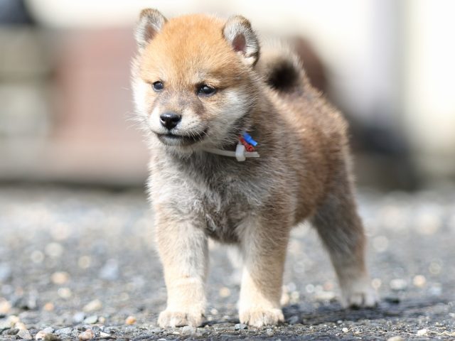 FP5A8960-puupy-shibainu