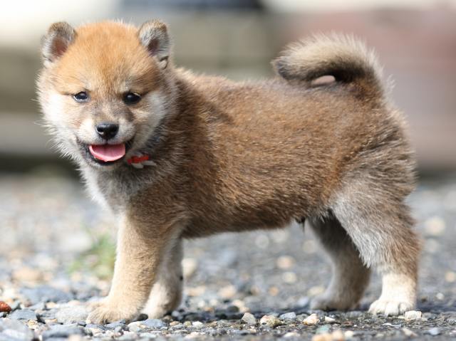 FP5A8988-puupy-shibainu