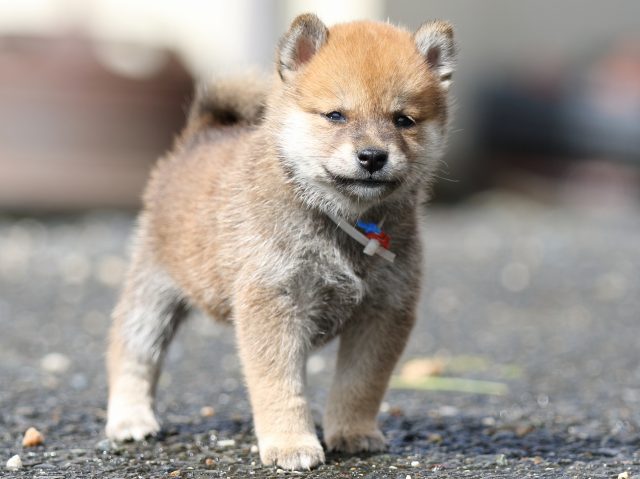 FP5A9012-puupy-shibainu