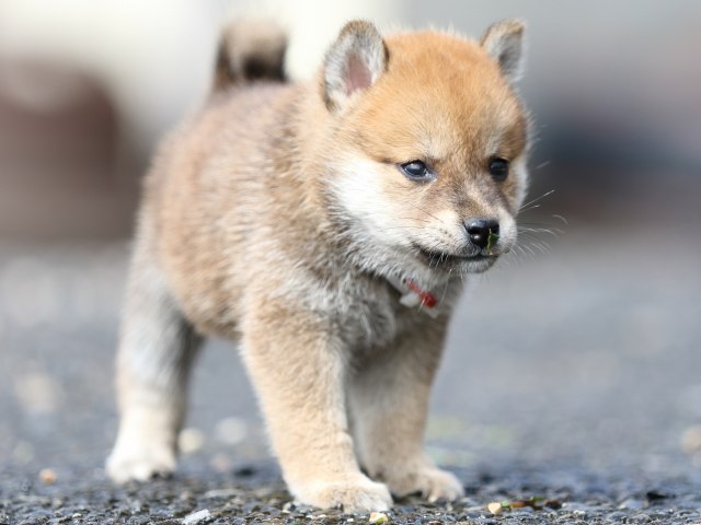 FP5A9030-puupy-shibainu