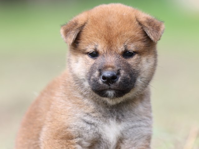 FP5A9394-puupy-shibainu