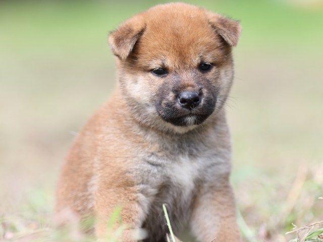 FP5A9401-puupy-shibainu