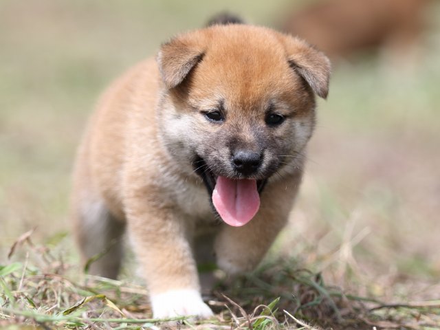 FP5A9451-puupy-shibainu