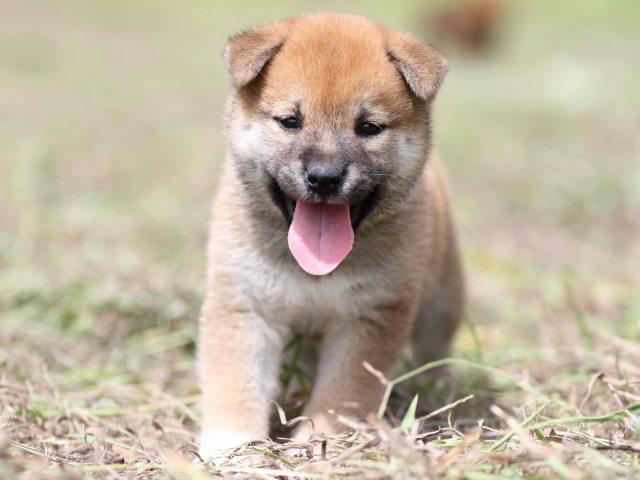 FP5A9459-puupy-shibainu