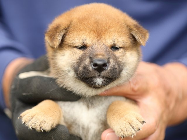 FP5A9512-puupy-shibainu