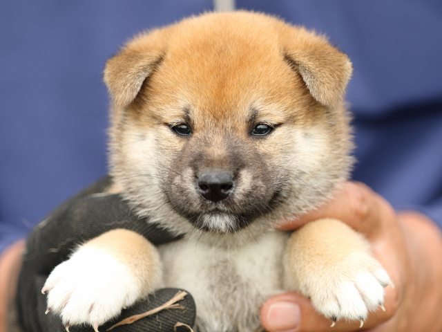 FP5A9515-puupy-shibainu