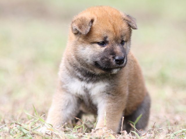 FP5A9532-puupy-shibainu