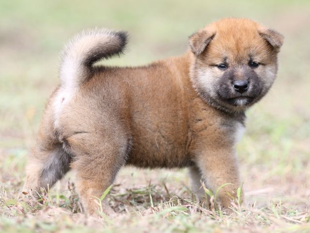 FP5A9557-puupy-shibainu