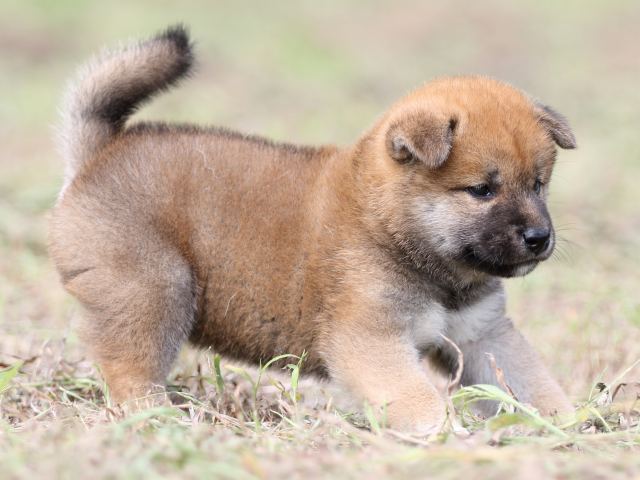 FP5A9566-puupy-shibainu