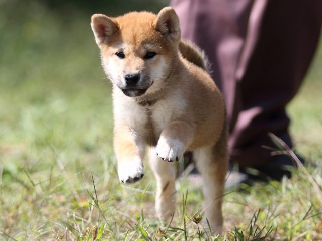 FP5A9585-puupy-shibainu