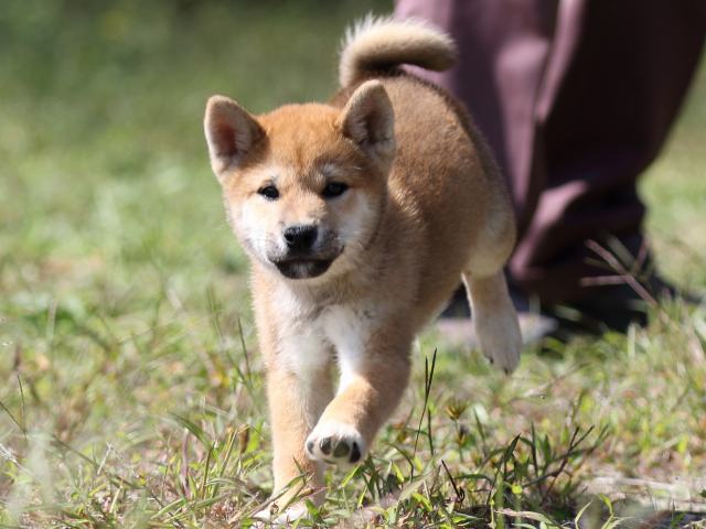 FP5A9586-puupy-shibainu