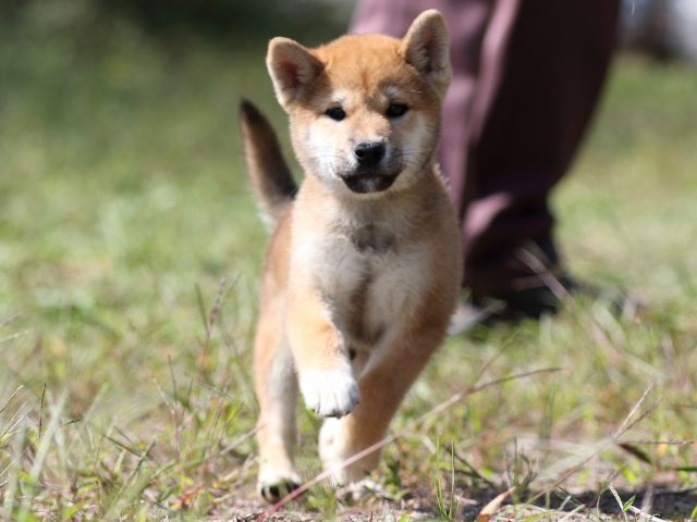 FP5A9588-puupy-shibainu