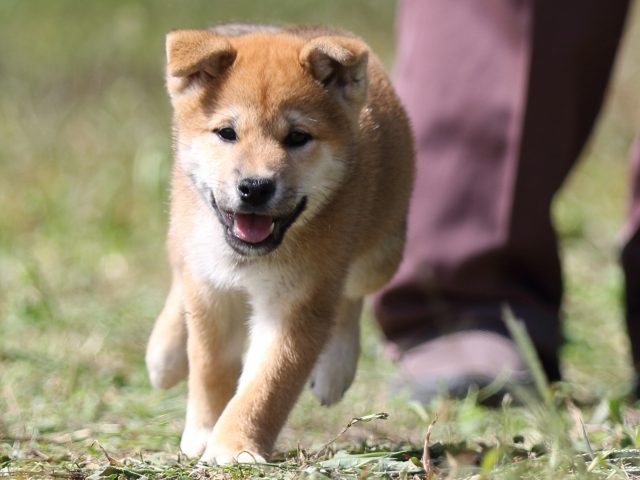 FP5A9591-puupy-shibainu