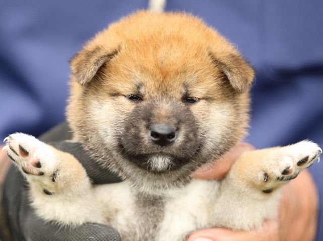 FP5A9605-puupy-shibainu