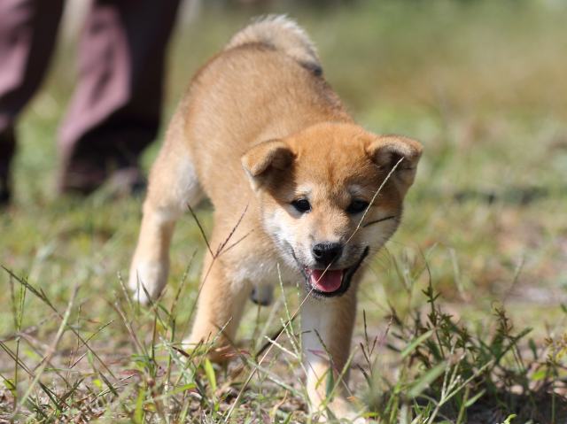 FP5A9605-puupy-shibainu