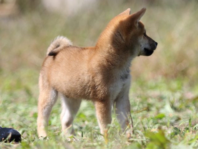 FP5A9617-puupy-shibainu