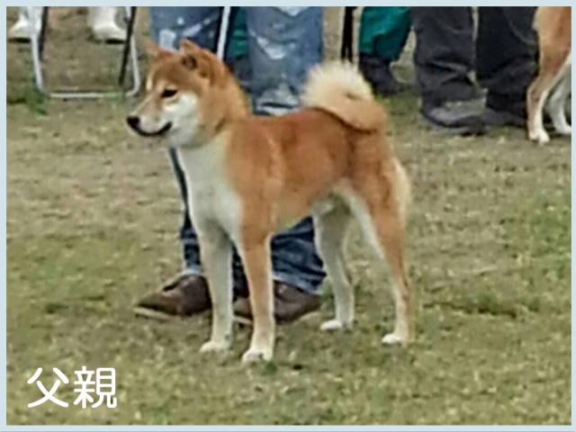 誉泰鳳-柴犬