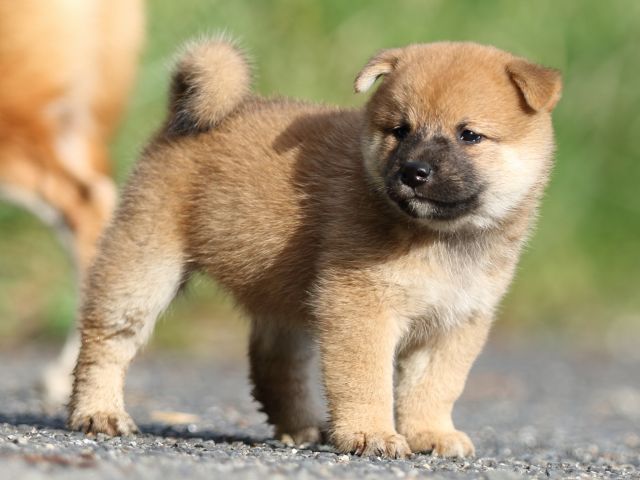 00000107-shibainu