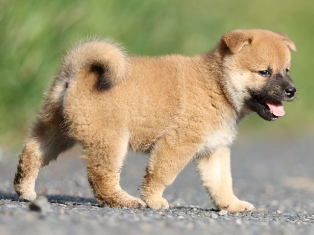 00000109-shibainu