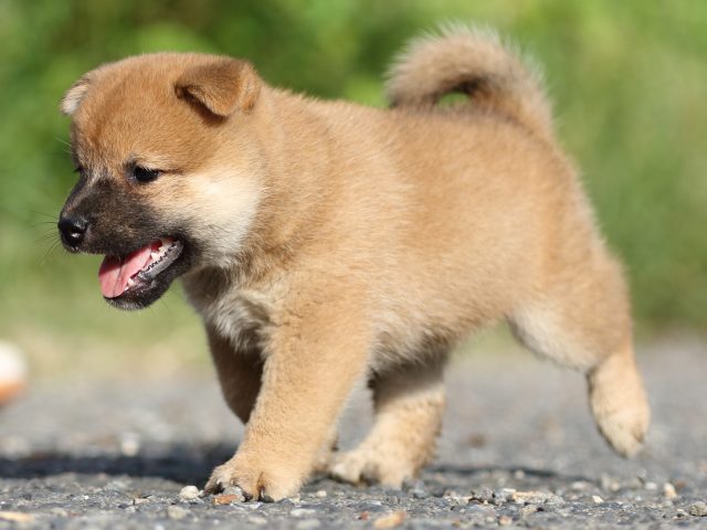 00000113-shibainu