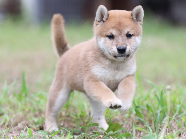 00000119-shibainu