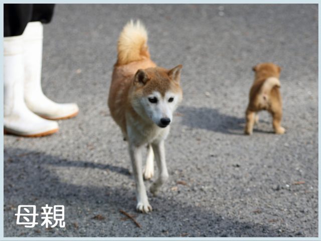 龍門の珠桜号