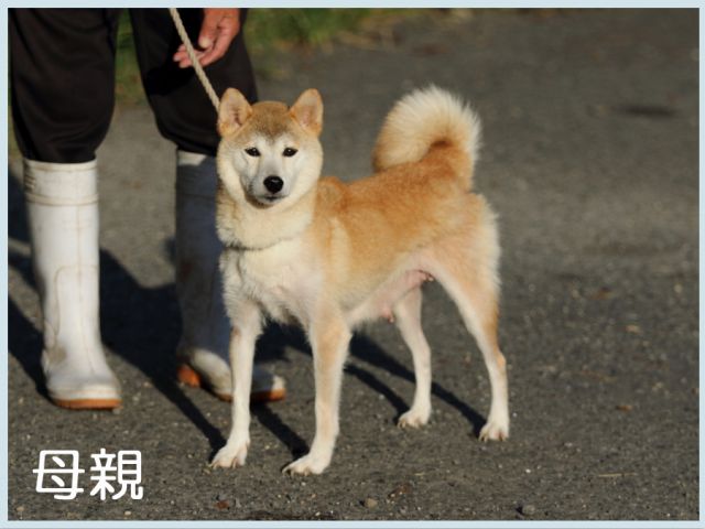 龍門の源香号