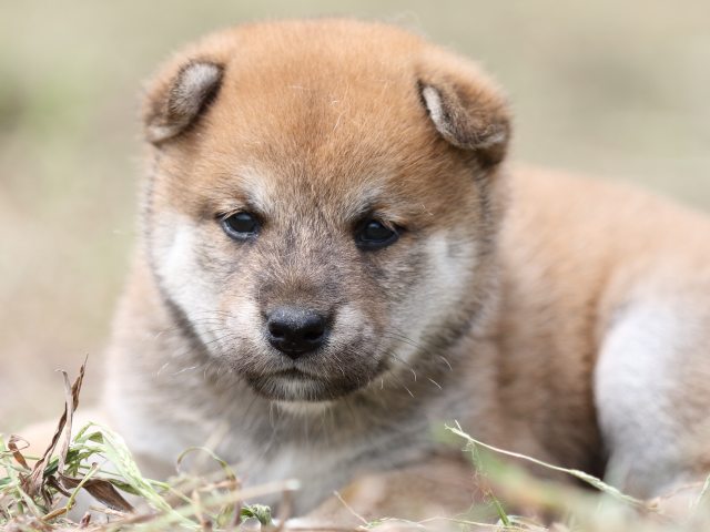 FP5A0043-puupy-shibainu