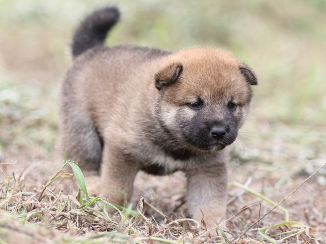 FP5A0107-puupy-shibainu