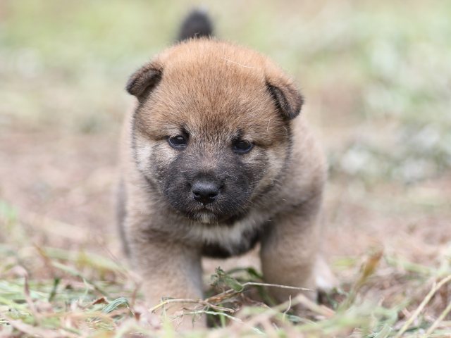 FP5A0109-puupy-shibainu