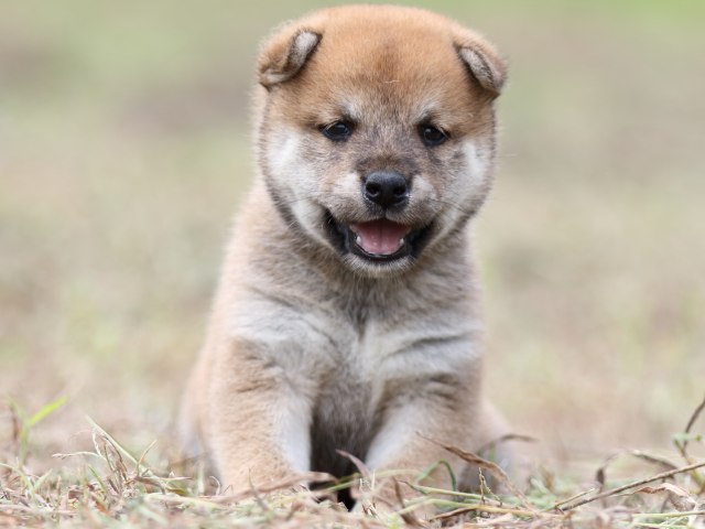 FP5A0167-puupy-shibainu