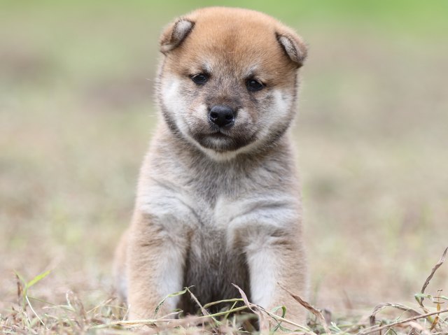 FP5A0173-puupy-shibainu