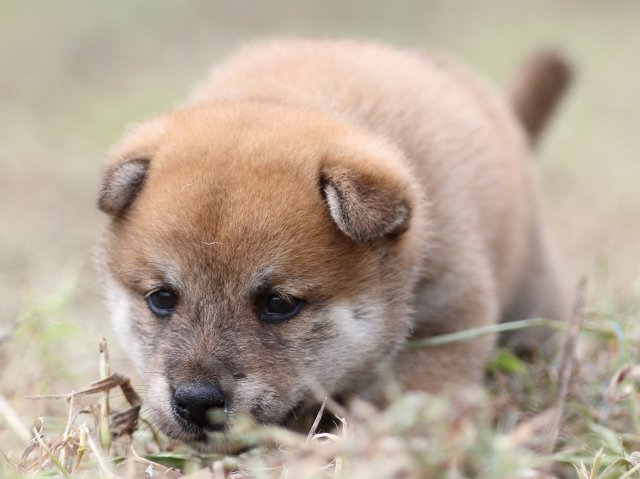 FP5A0198-puupy-shibainu