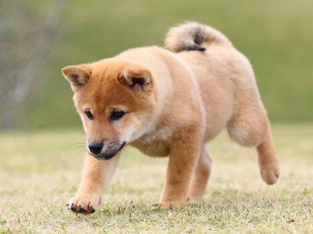 FP5A0791-puupy1-shibainu